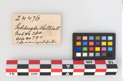 Etiketten zu Bronzebreitrandschale (NHMW-PRAE-024476)